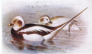 Pato De Cauda Longa